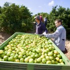 La campanya serà més curta que altres anys però amb millors preus