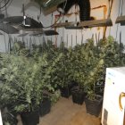 Imagen de las plantas de marihuana halladas en Aldover