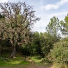 Situación de la Alzina del Llamp.