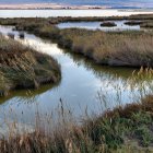 La llacuna de l’Encanyissada, al delta de l’Ebre, en una imatge d'arxiu