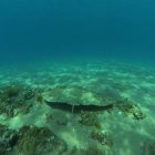 Una mantelina nada en aguas de la reserva de Coma-ruga