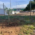 El olivo en homenaje a Jean Godall.