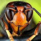 La avispa asiática ya colonizxa toda la provincia