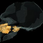 A partir del cráneo del Hombre de Altamura se hizo un modelo 3d: