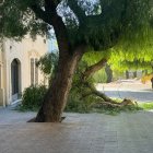 La rama del árbol ha caíudo en la acera del paseo de Sant Antoni.