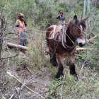 Treballs amb l'ajut de cavalls, al Parc Natural dels Ports.