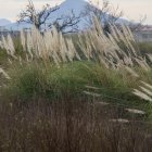 La planta invasora, en uns terrenys del terme d'Amposta.