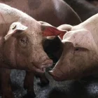 Cerdos en un corral de una granja.