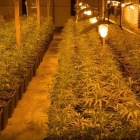 La plantación de marihuana incautada en la operación.