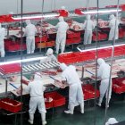 Un grupo de trabajadores en una fábrica de producción de cerdo