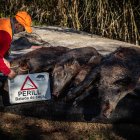 Ejemplares de jabalíes muertos en una cacería relacionada con el brote de la peste.