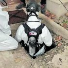 Dos agentes de los Mossos entrando en la fosa séptica donde se hallaba el cuerpo del desaparecido.