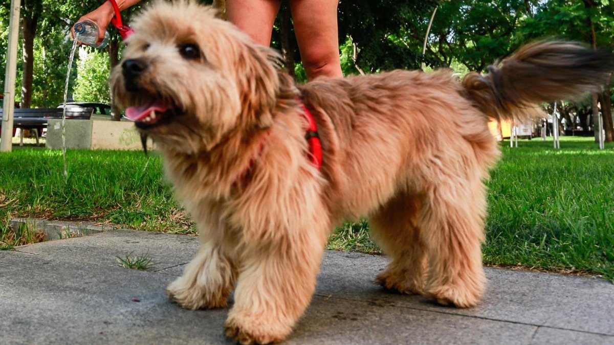 Un perro paseando con su dueña
