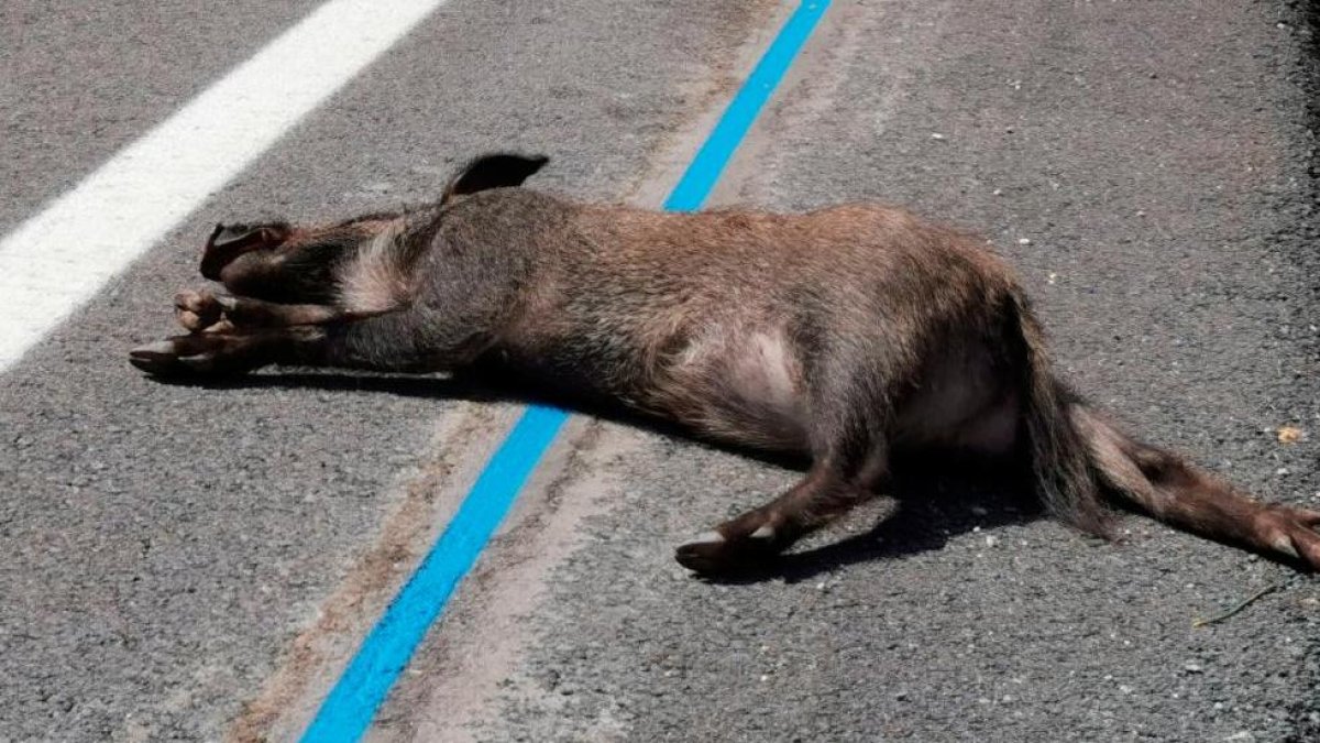 Un jabalí muerto en un accidente de tráfico
