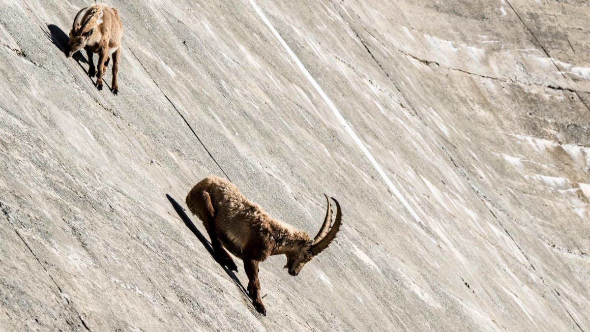 Dos cabras montesas, o ibex, escalando la presa de Salanfe, en Suiza, en busca de salitre.