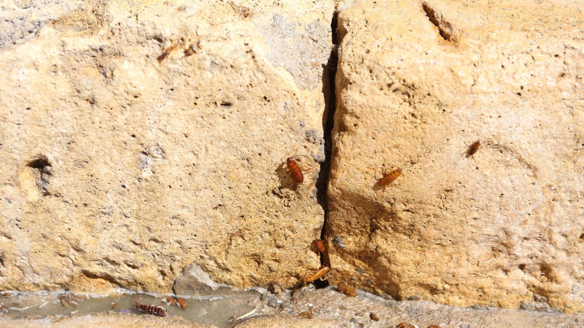 Proliferación de cucarachas