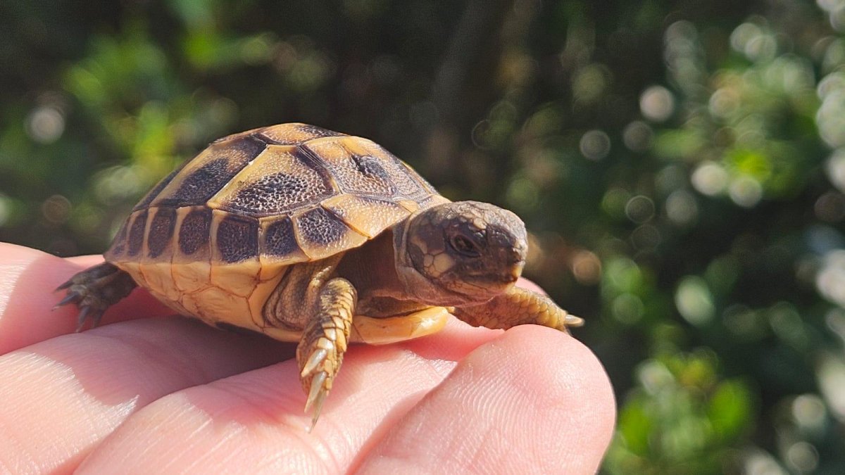 Uno de los ejemplares de tortuga mediterránea reintroducidos en su hábitat