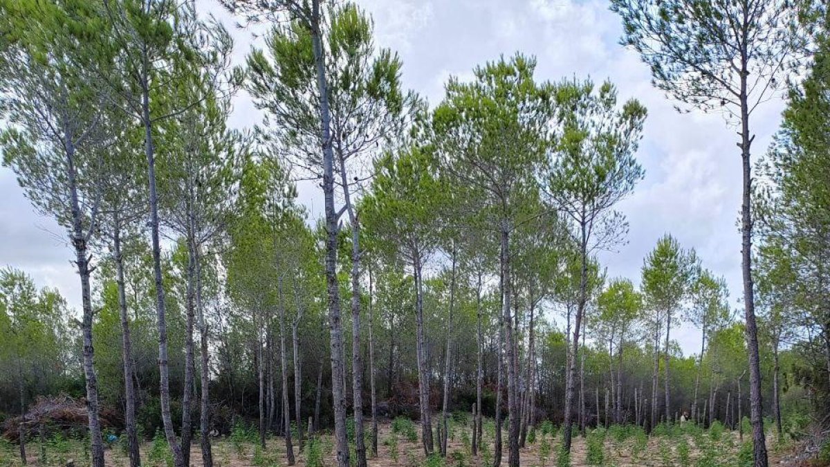 El 'jardinero' volvía al mismo lugar a replantar su particular huerto de marihuana