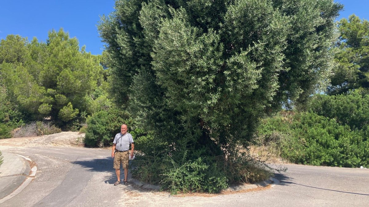 Lo Cente con el majestuoso olivo de la calle Come Mainé