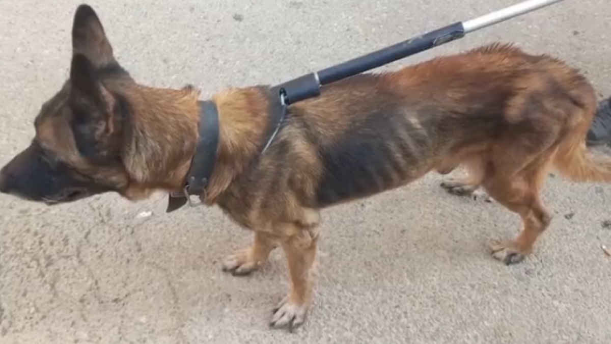 Imagen de uno de los animales rescatados por los Mossos