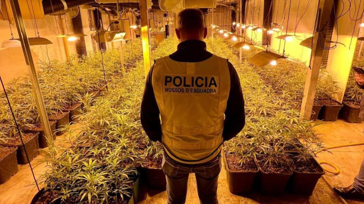 Un agente de los Mossos d'Esquadra con la marihuana.