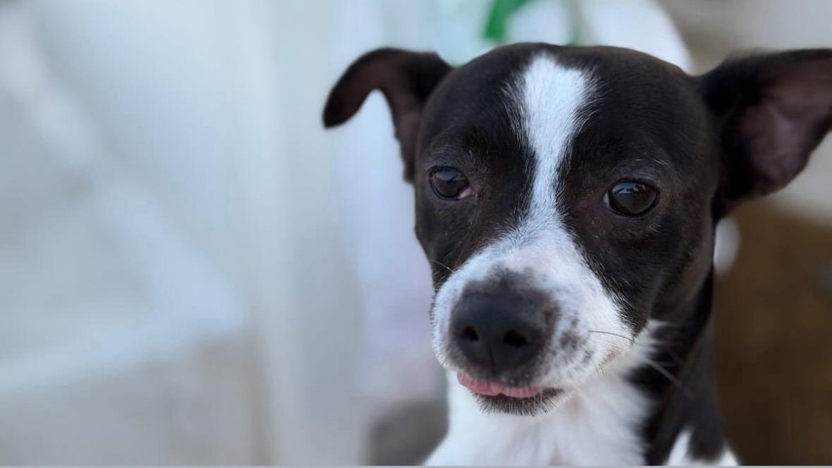 Toby, de cinco años, es un ratonero. Fue adquirido en Alcanar. Ahora una pareja se disputa su custodia en los tribunales. 
