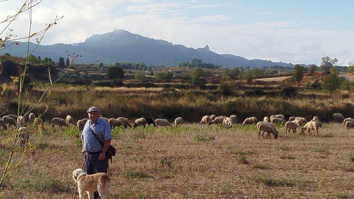 Demetrio Pardo, amb 52 anys, és el darrer pastor de Gandesa.​