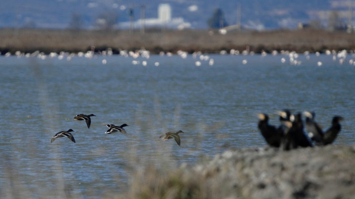 Al delta de l'Ebre habiten milers d'aus salvatges.