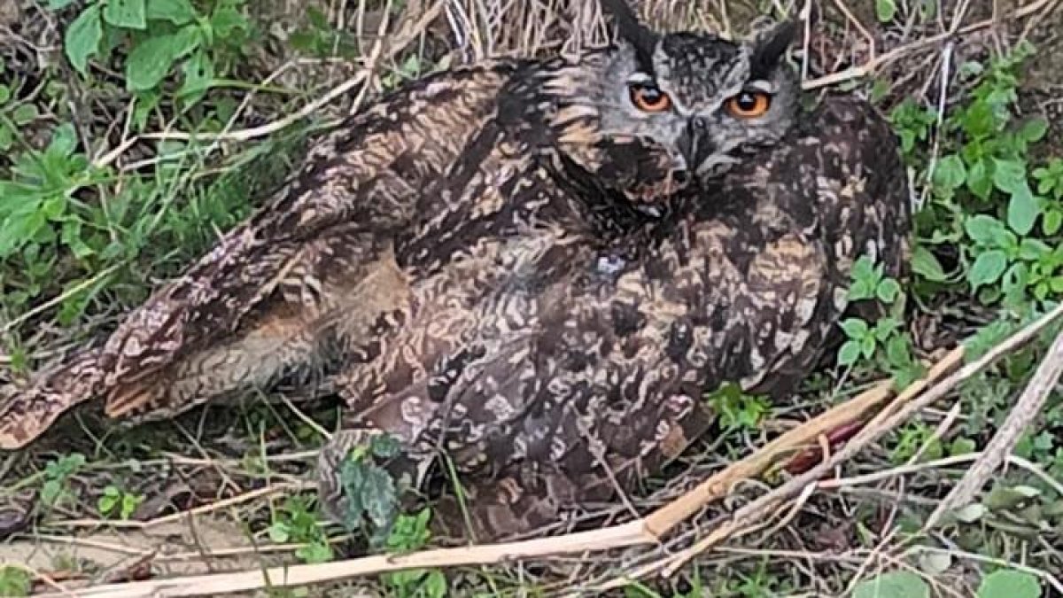 El ejemplar de búho real encontrado en Mont-roig tenía un ala rota.