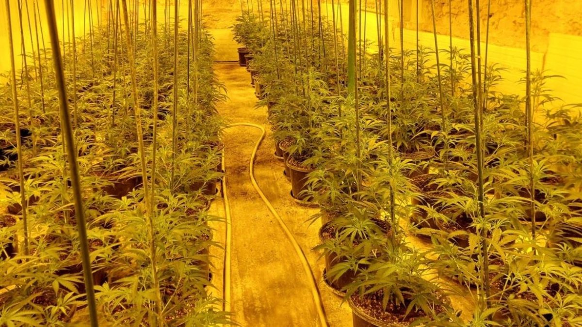 La plantación encontrada en Calafell