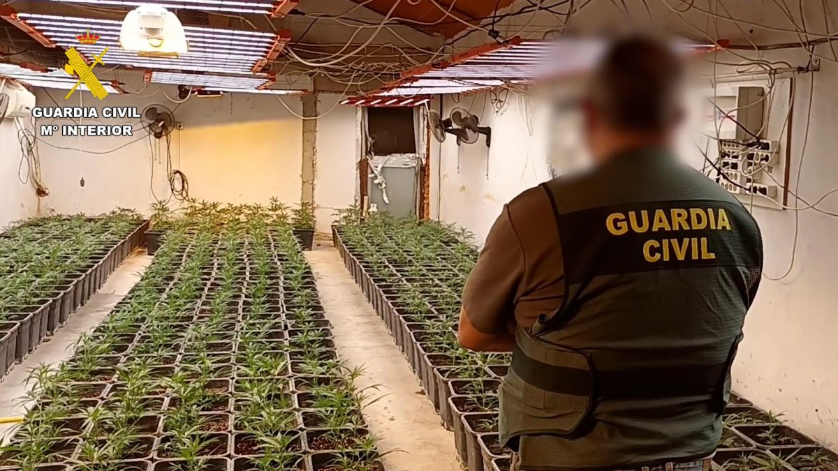 Las plantas de marihuana incautadas.