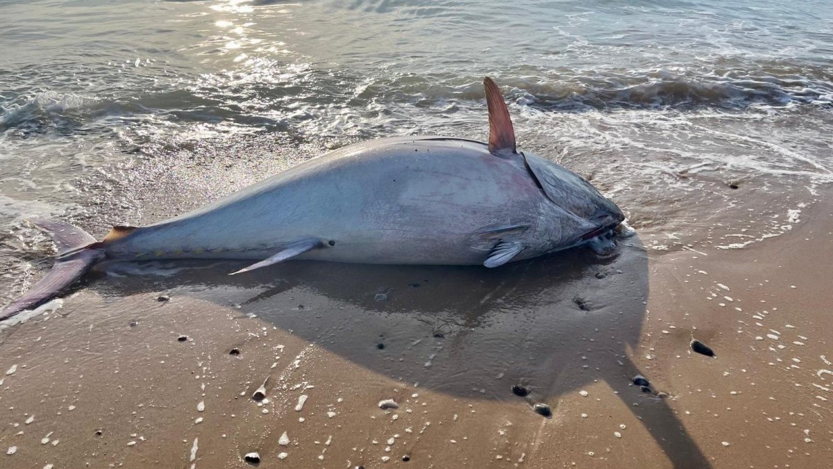 El atún media dos metros.