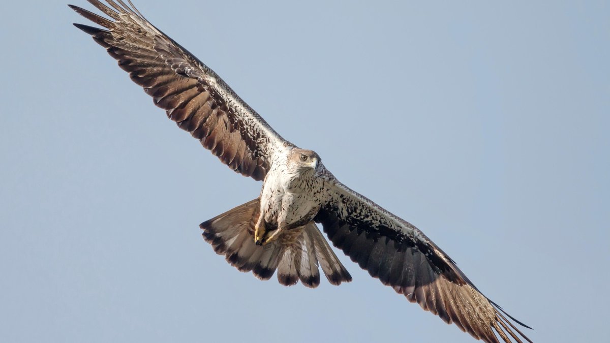 Un exemplar d'àliga cuabarrada.