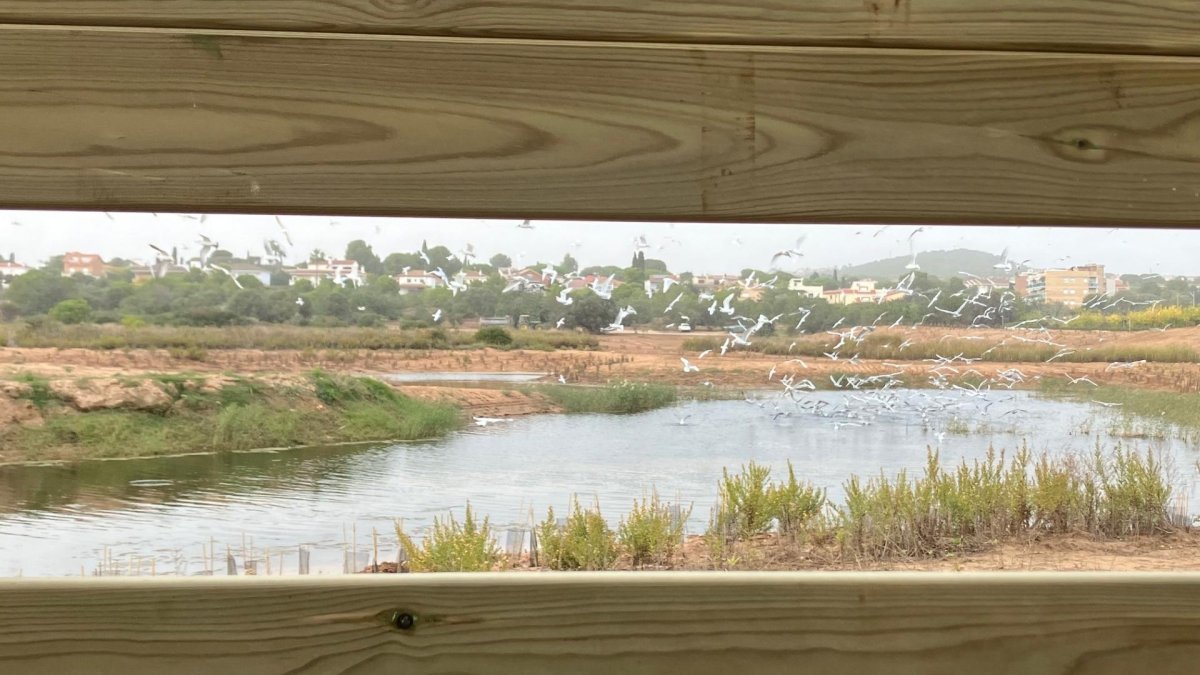 La vista desde el nuevo avistadero de Les Madrigueres