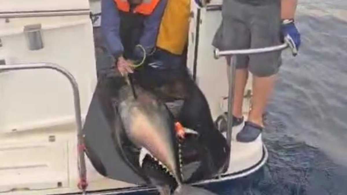 Se han marcado ejemplares para conocer ceintíficamente sus movimientos.