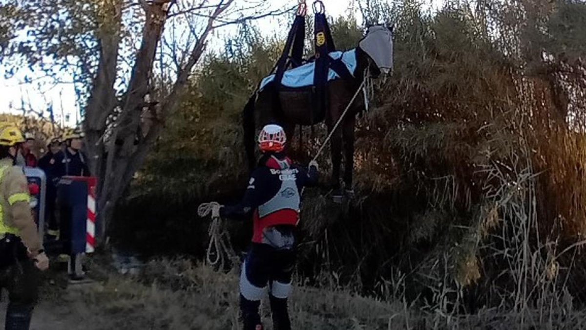 El animal fue levantado por una grúa y sacado del río, en el que se había caído.