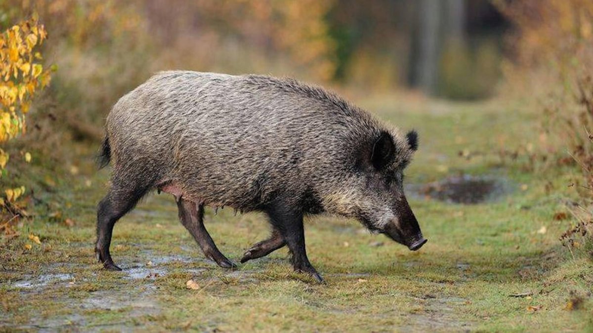 Un ejemplar de jabalí adulto.