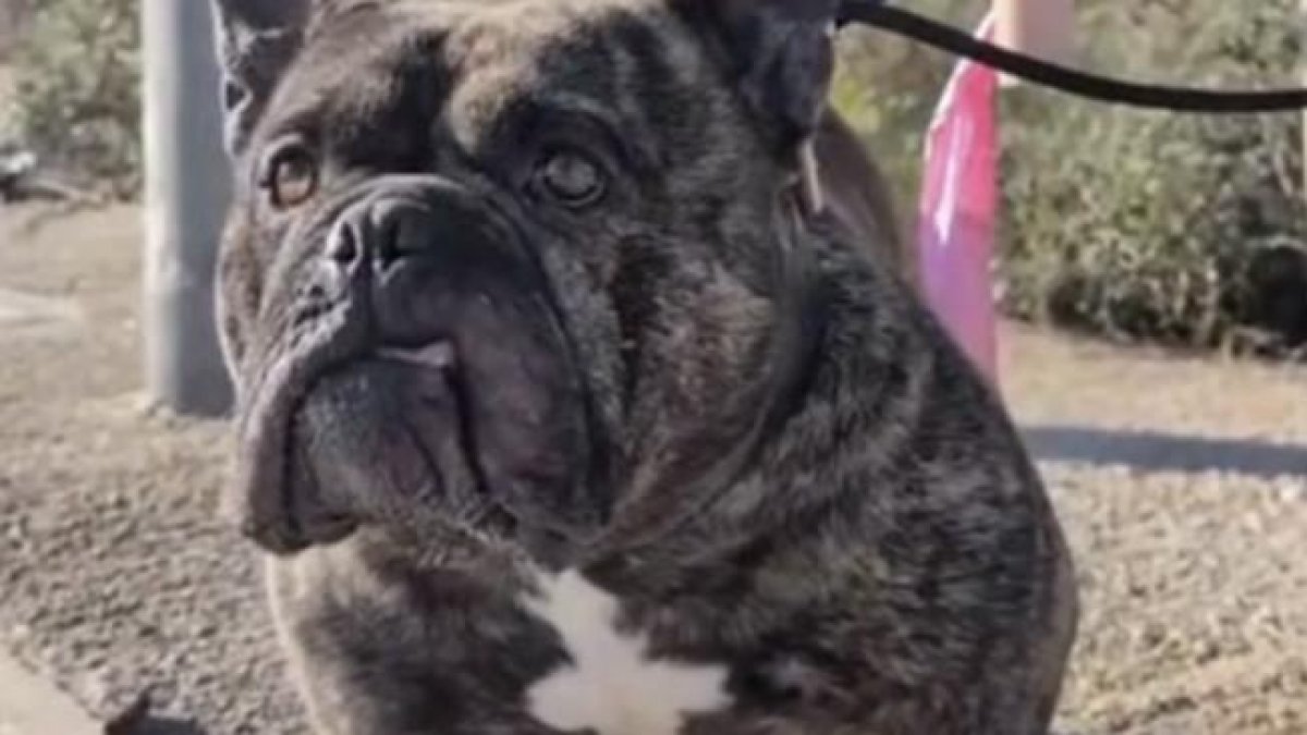 El perro fue abandonado atado a una farola.