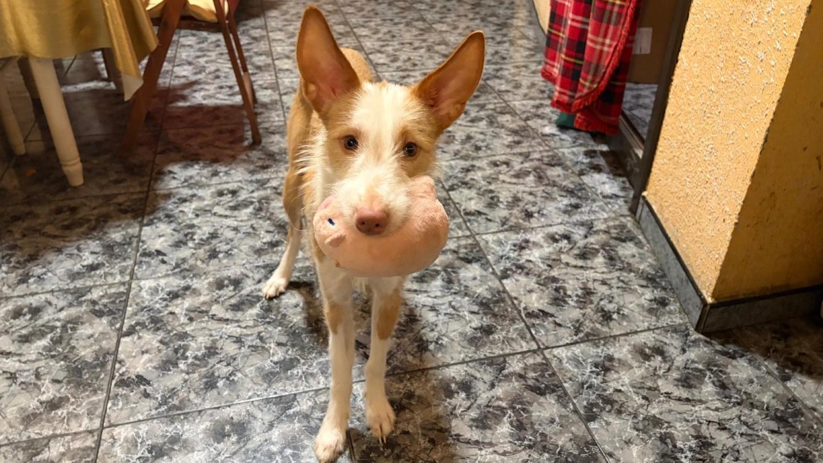 El animal ha sido decomisado.