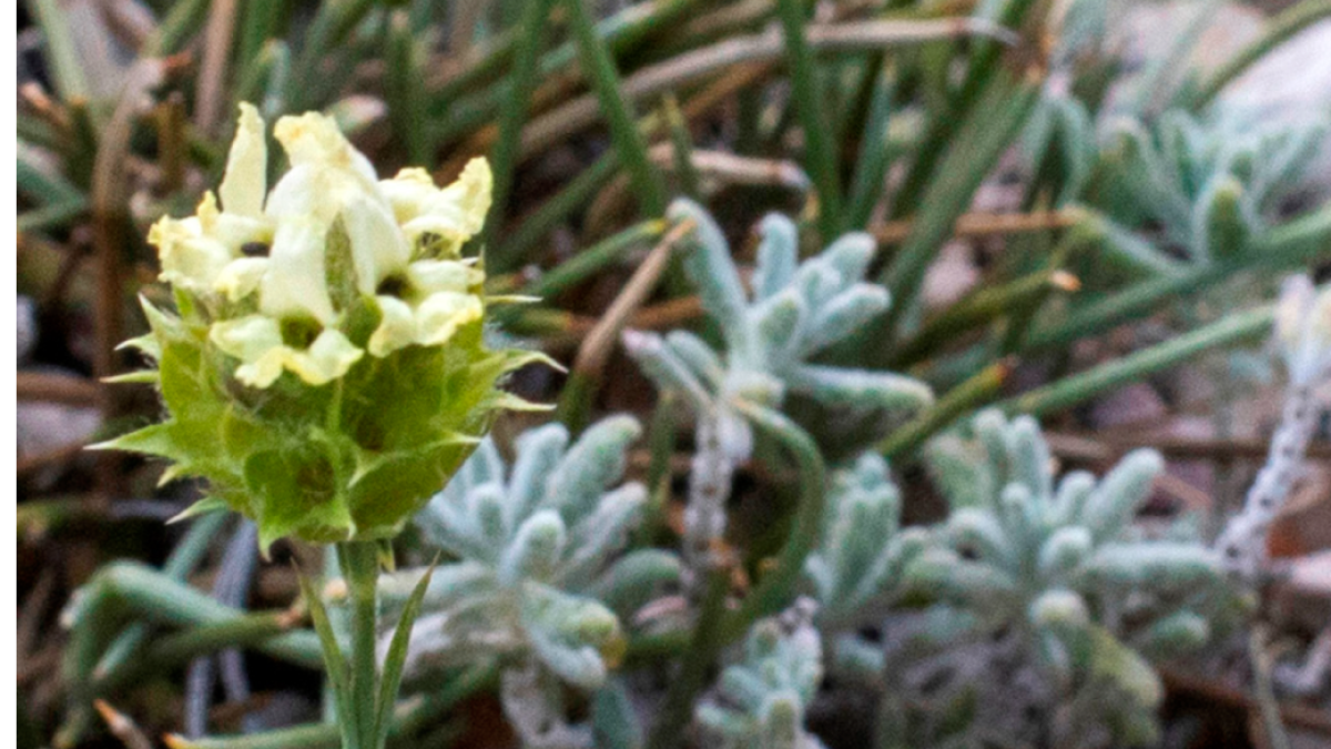 La 'Sideritis royoi' en su hábitat natural, en la montaña Caro-La Barcina