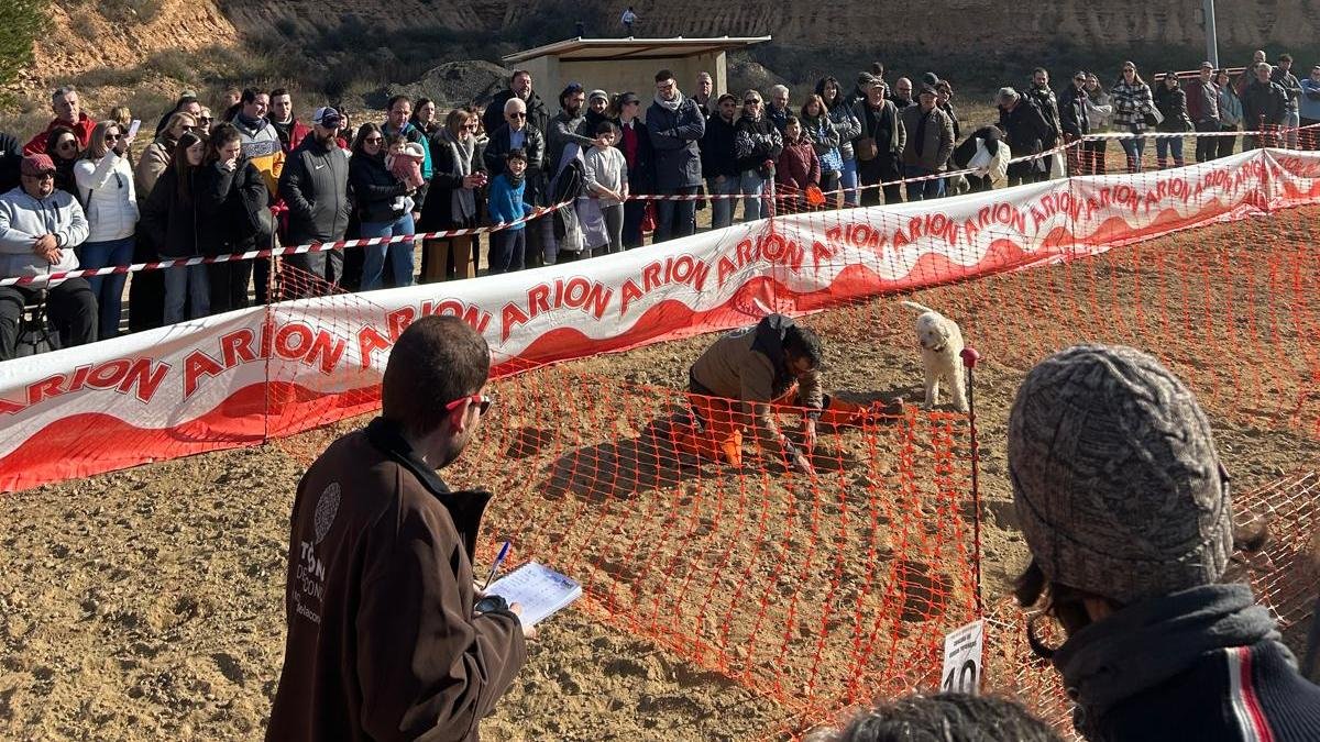 Imatge d'arxiu del concurs de gossos tofoners