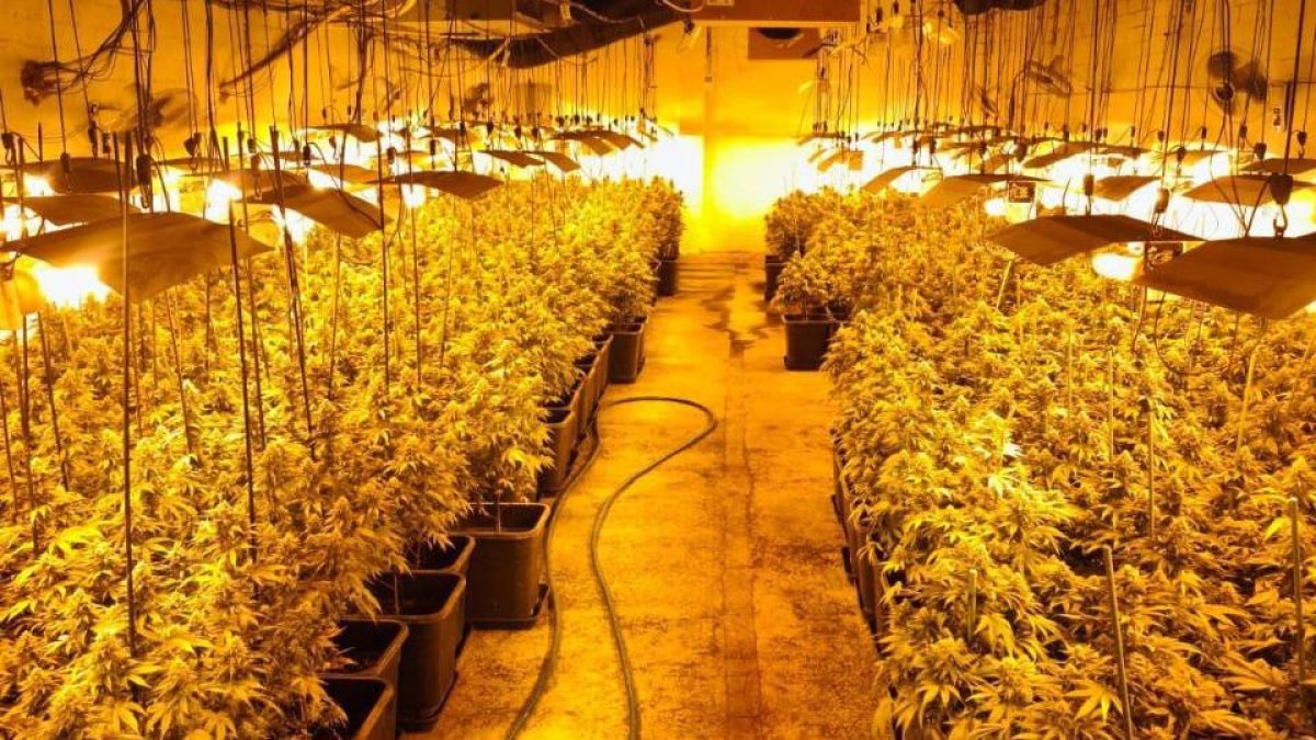 La plantación de marihuana.