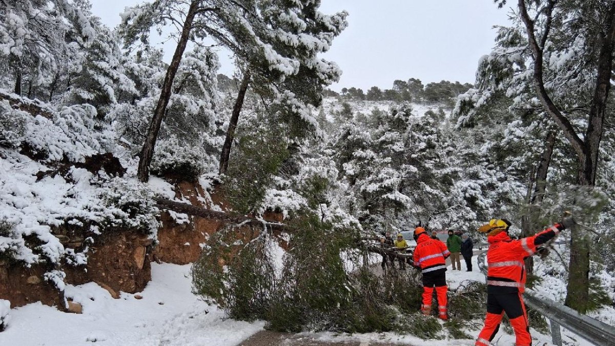 Un árbol caído en una carretera de Forés