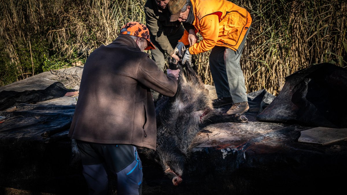 Cazadores trasladan uno de los ejemplares de jabalí abatidos.