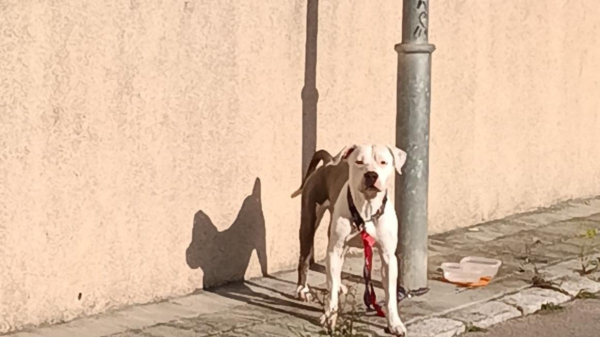 Buscan al responsable de abandonar a un perro atado a una farola en Cunit