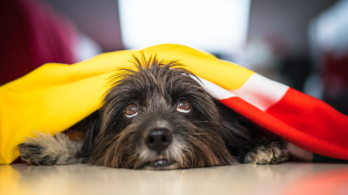 Eclipse solar y mascotas: todo lo que debes saber para cuidar a tu perro o gato