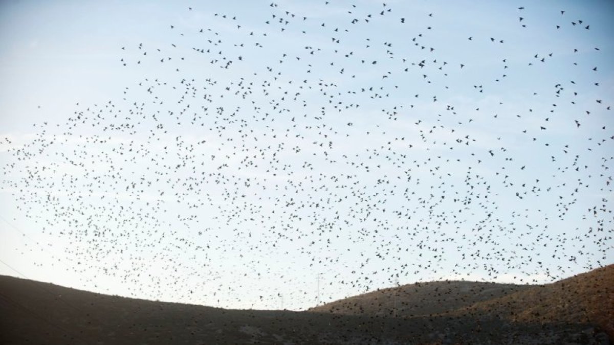 Un nombrós grup d'estornells, aquesta setmana, a tocar de la bassa de les ermites, al terme municipal d'Ulldecona.