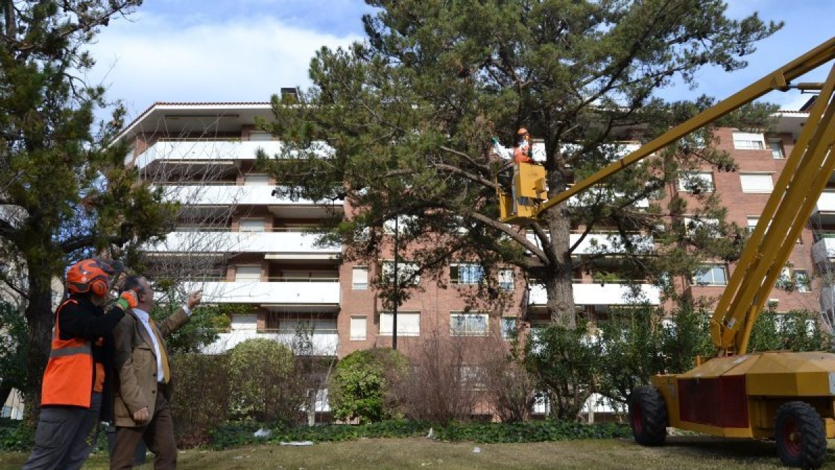 Los operarios actuaron ayer en los pinos del Parc Sant Jordi.