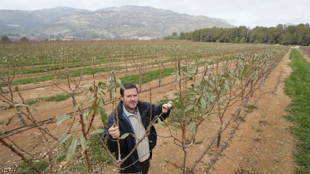 Josep Àngel Benaiges, técnico agrónomo de Crisolar, en la finca experimental de almendros de que disponen en Valls.