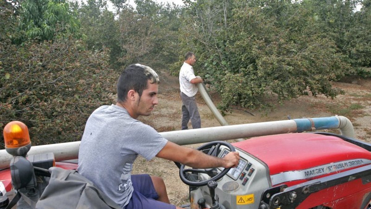 Productors d'avellanes en època de recollida.